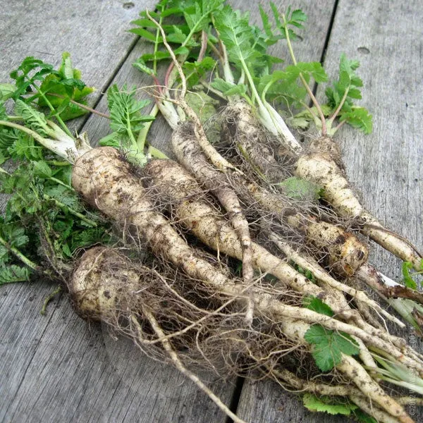 Parsnip Gladiator F1 Seeds (AGM)