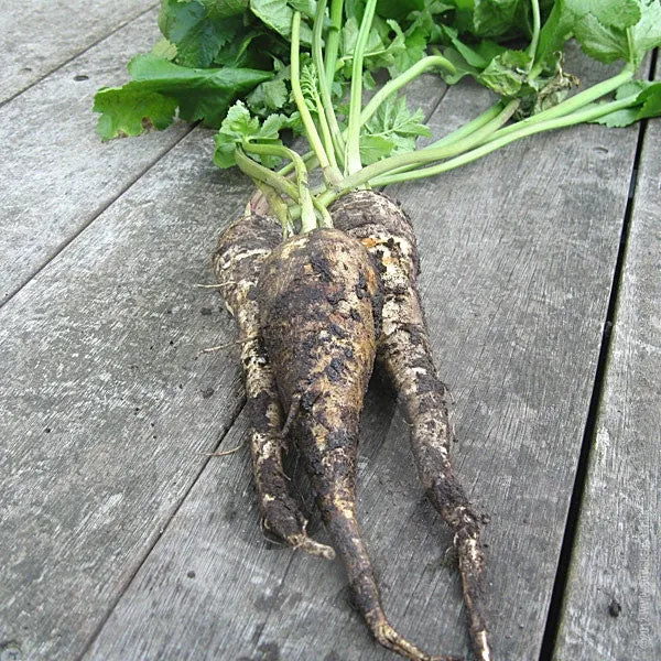 Parsnip Gladiator F1 Seeds (AGM)