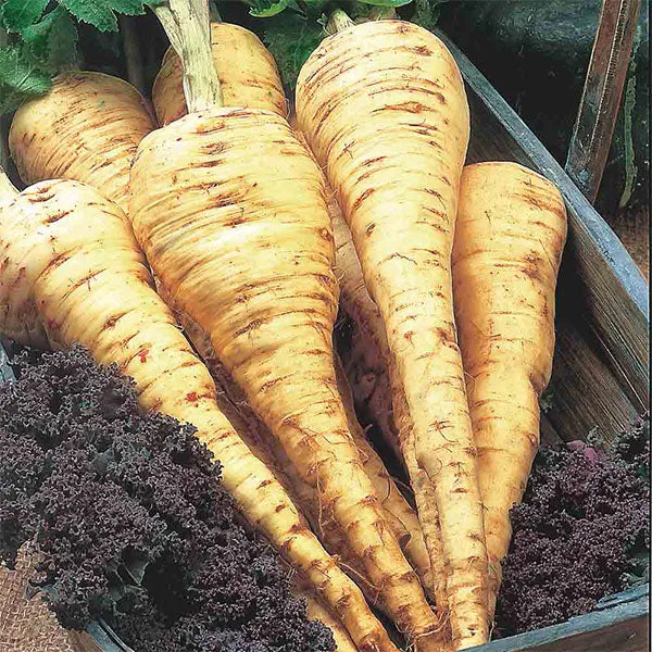Parsnip Tender and True Seeds
